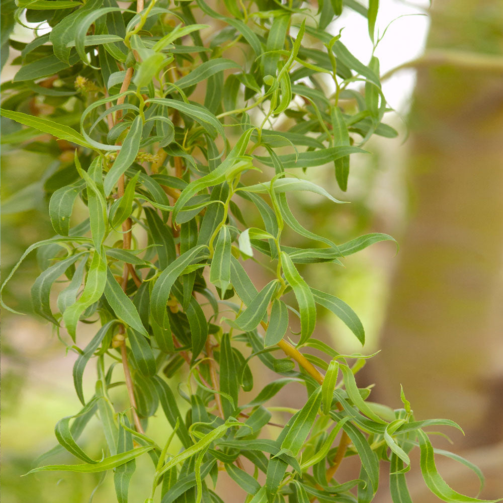 Golden Curls' Corkscrew Willows for Sale