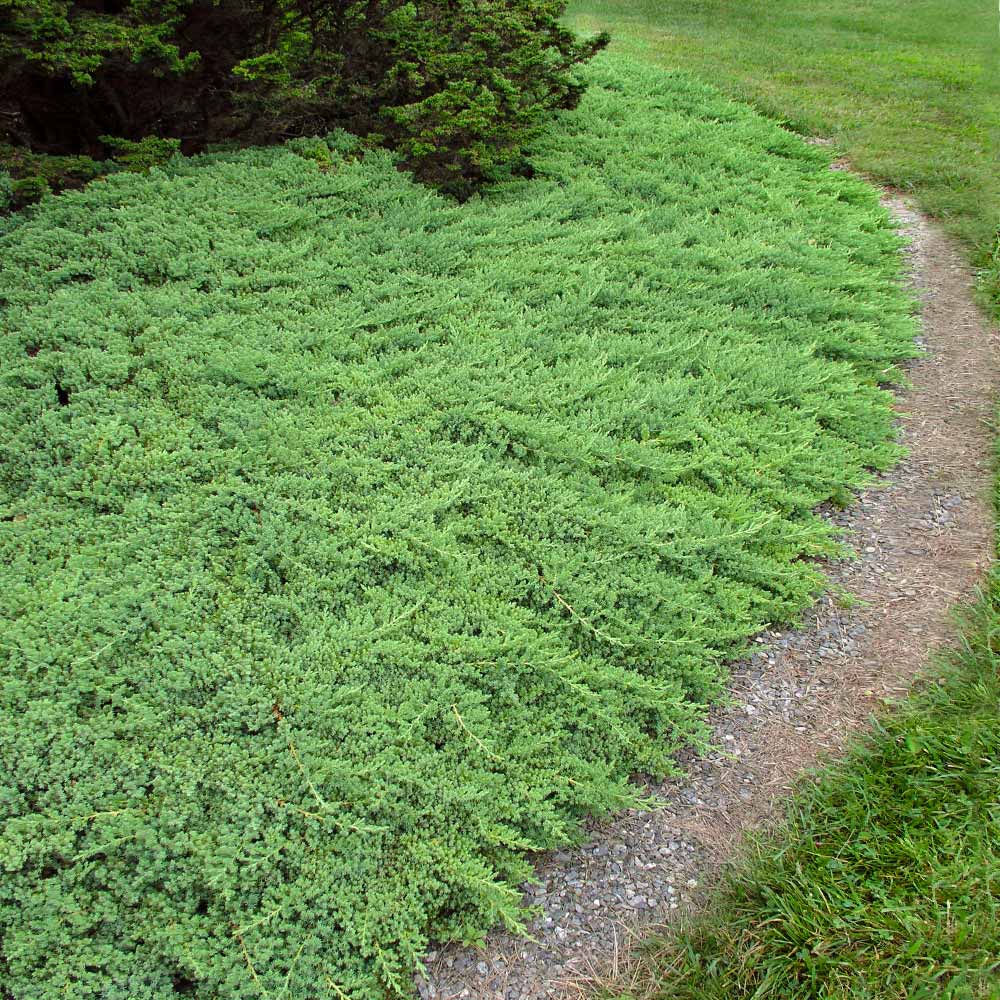 Green mound store juniper