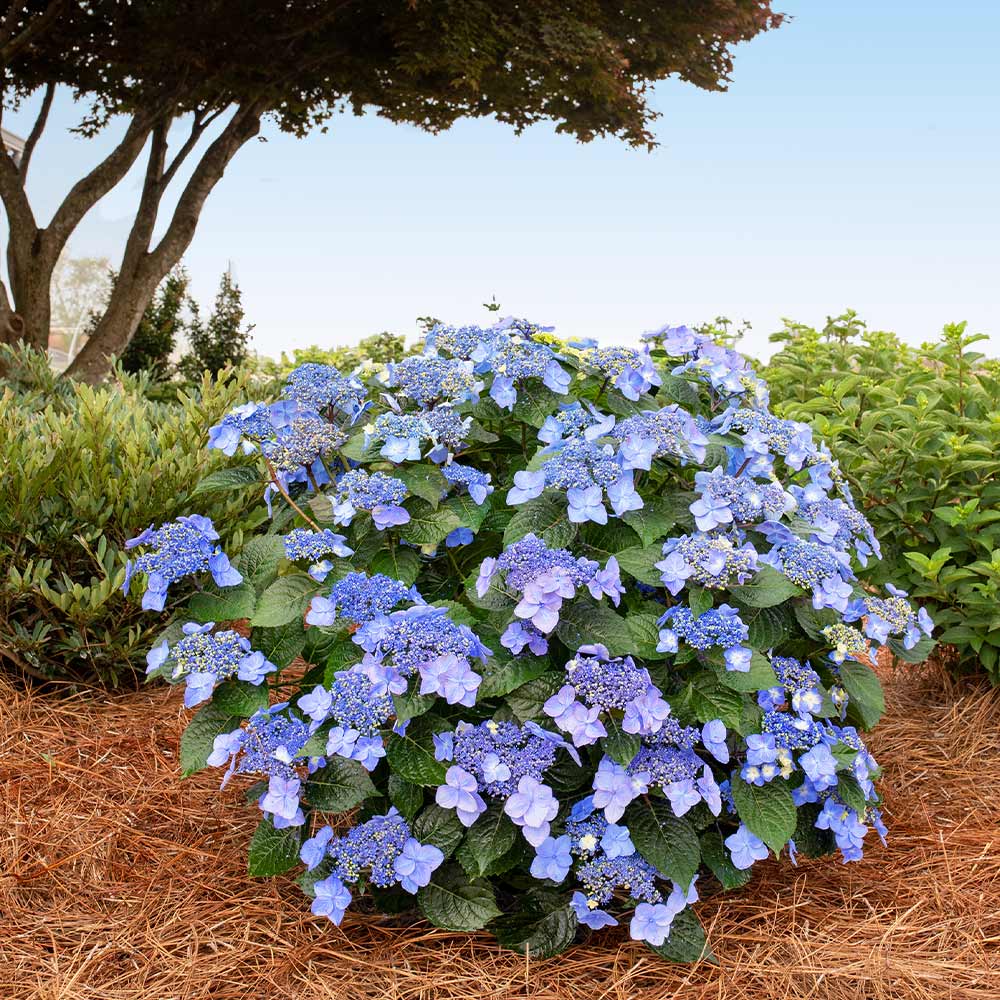 Endless Summer® Pop Star Hydrangeas for Sale | BrighterBlooms.com