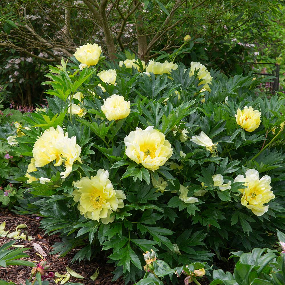 Bartzella Itoh Peonies For Sale | BrighterBlooms.com