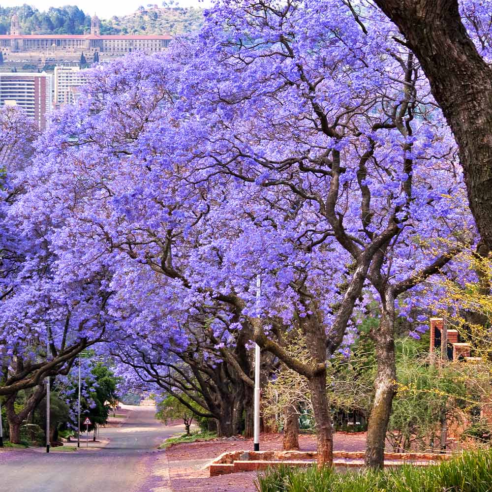 Jacaranda Trees for Sale | BrighterBlooms.com