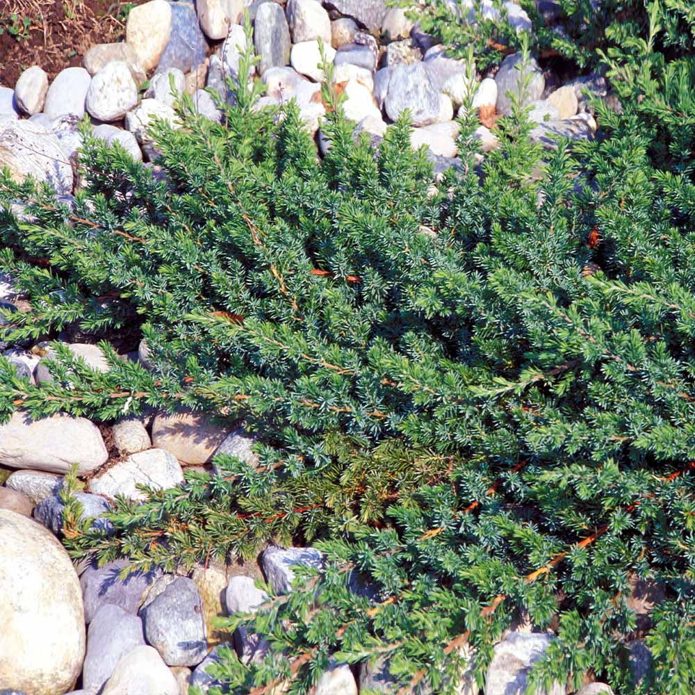 juniper shrubs