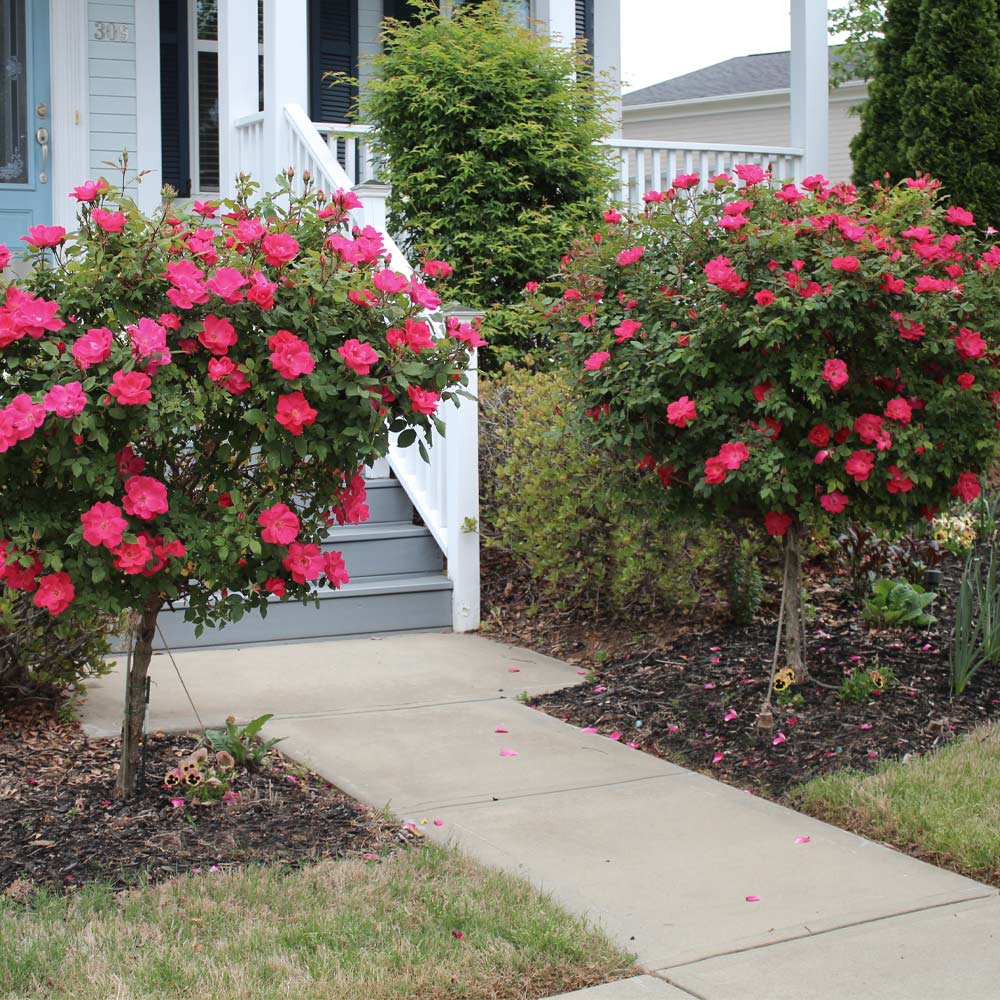 Knock Out Roses Care, Planting & Pruning