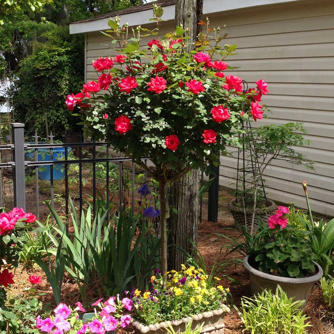 Red Knock Out Rose Trees for Sale | BrighterBlooms.com