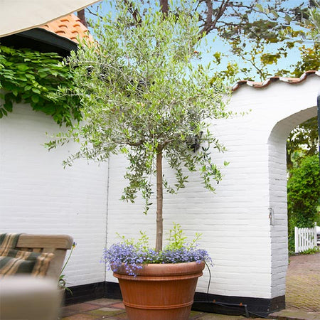 National Plant Network 1-Gallon White Fruit Olive Tree In Pot (With Soil)  in the Trees department at