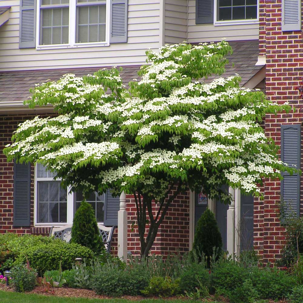 Dwarf shop dogwood tree