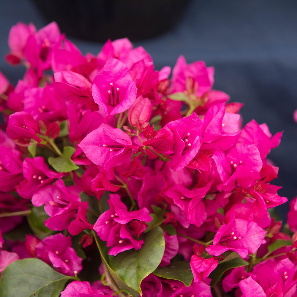 La Jolla Bougainvillea Vines for Sale | BrighterBlooms.com