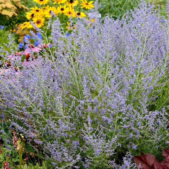 Lacey Blue Russian Sage Plants for Sale | BrighterBlooms.com