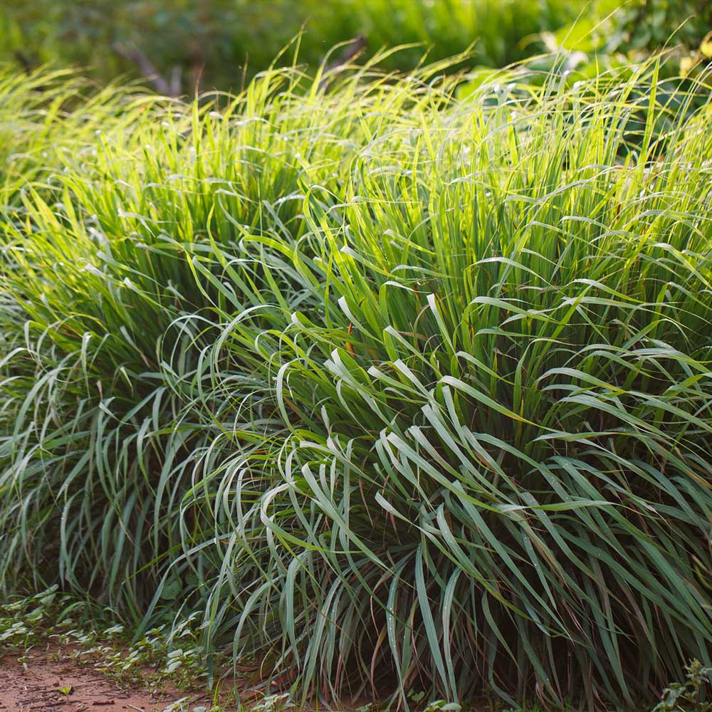 Lemon Grass Plants For Sale BrighterBlooms Com   Lemon Grass 2 BB 