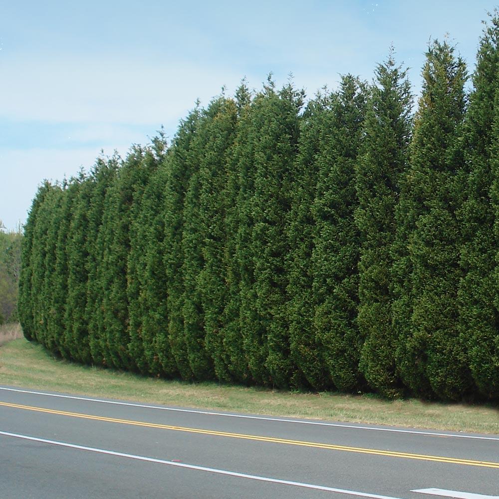 Leyland Cypress Evergreen Trees For Sale | BrighterBlooms.com