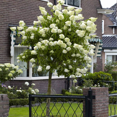 Hydrangea Shrubs for Sale | BrighterBlooms.com