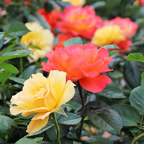 Livin' Easy™ and Easy Going™ Two-fer® Rose Trees | BrighterBlooms.com
