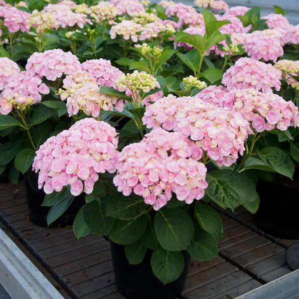 Love Hydrangea Shrubs for Sale | BrighterBlooms.com