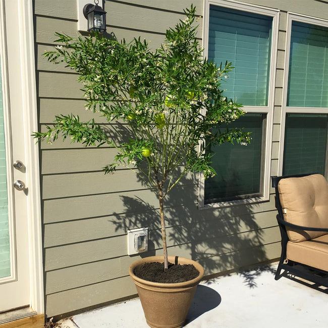 White Milkweed Trees for Sale | BrighterBlooms.com