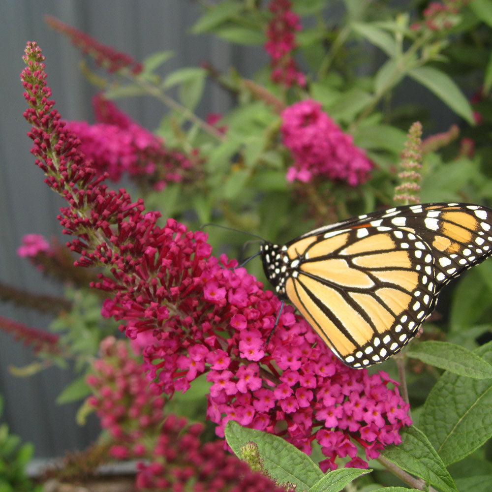 Miss Molly Butterfly Bushes for Sale
