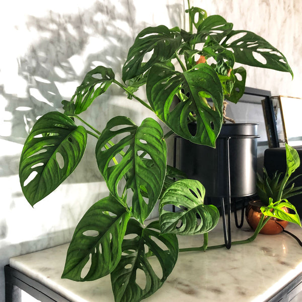 Split-Leaf Philodendron Monstera Monstera Deliciosa