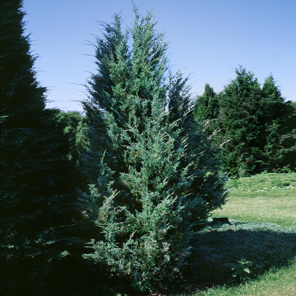 Moonglow Juniper Trees for Sale | BrighterBlooms.com