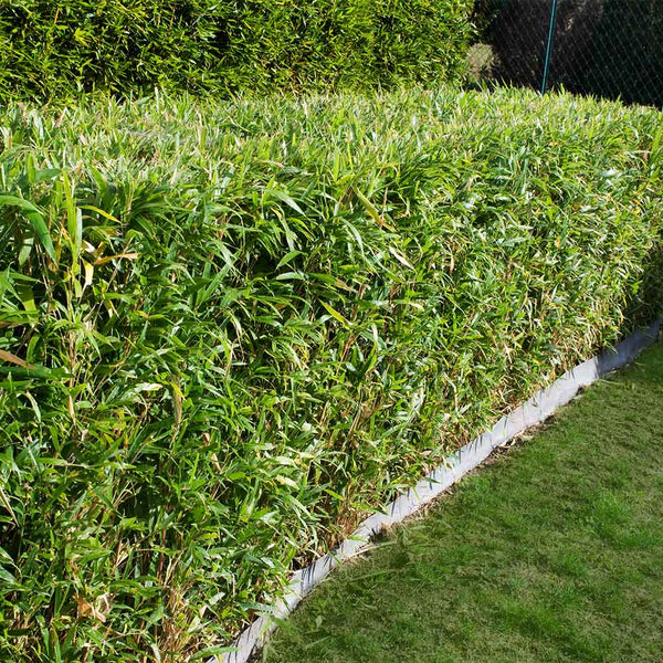 Bamboo Multiplex Hedges for Sale | BrighterBlooms.com