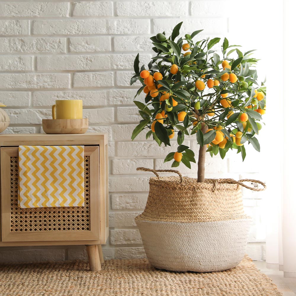 Kumquat tree online