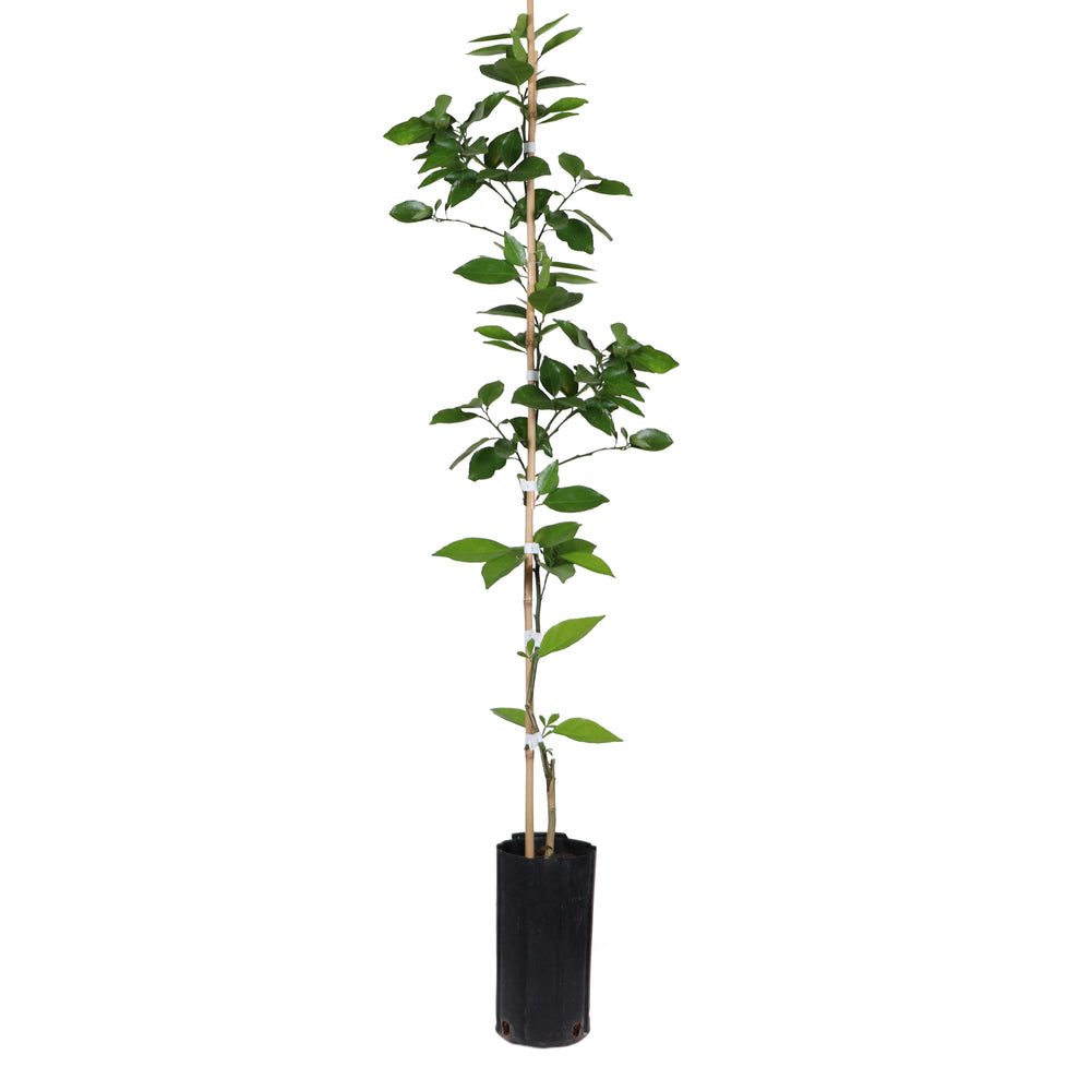 Valencia Orange Trees for Sale | BrighterBlooms.com