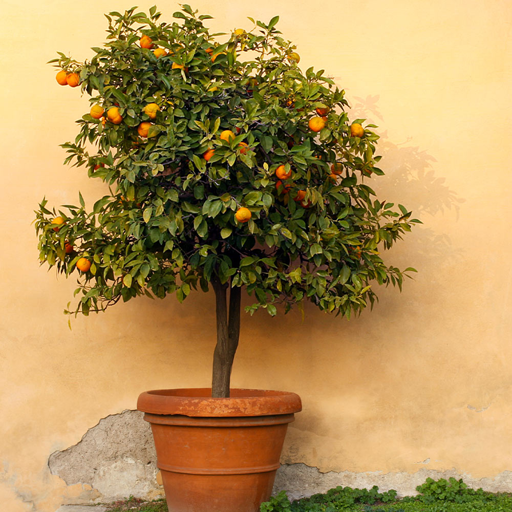 Mandarinier Satsuma 'Owari' Citrus reticulata subsp. unshiu