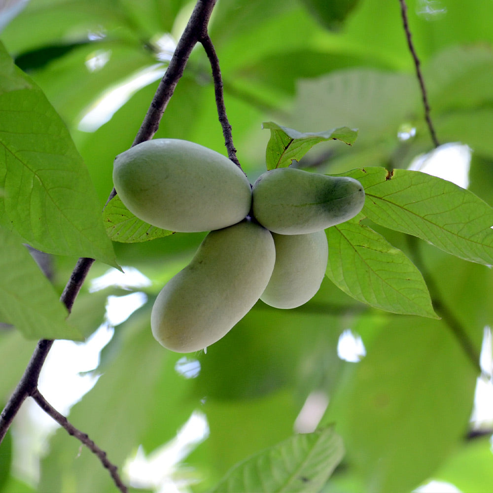 Pawpaw Tree For Sale Florida