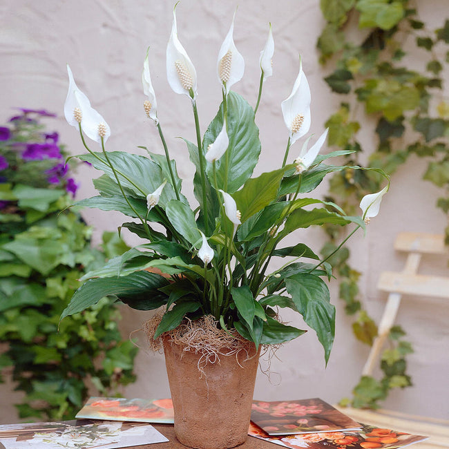 Peace Lilies for Sale | BrighterBlooms.com