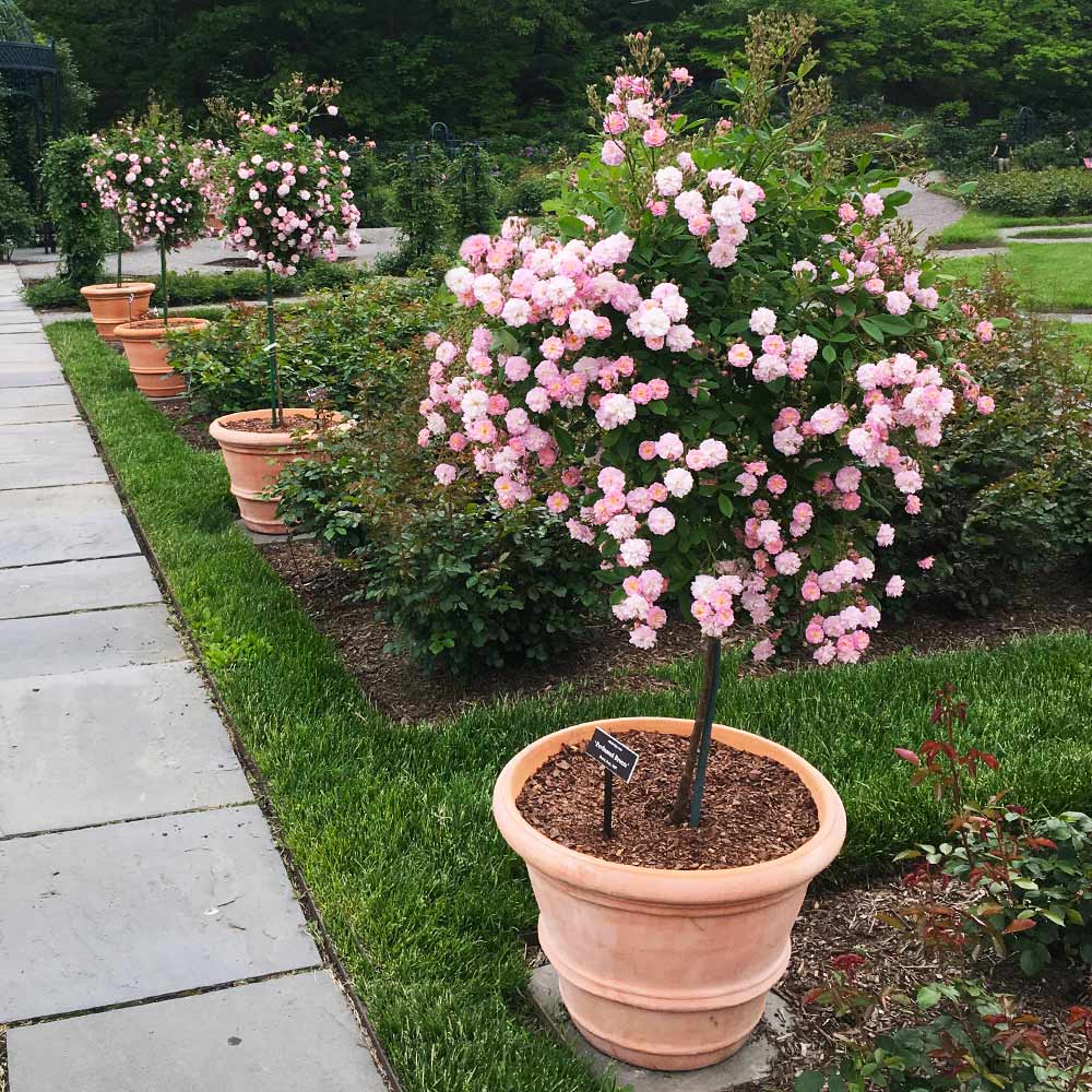 Rose trees for deals sale