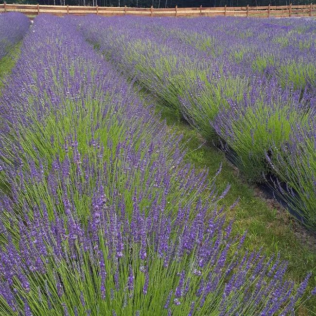 Lavender Phenomenal - Sugar Creek Gardens