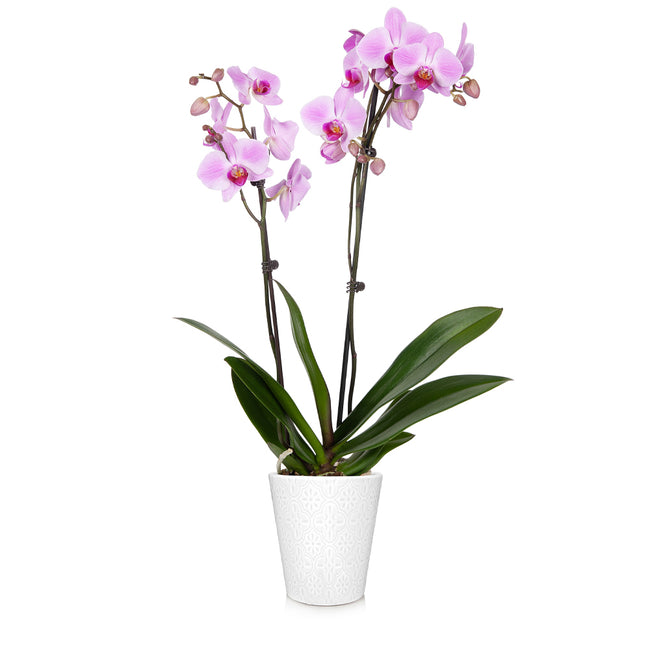 Orchid Plants for Sale | BrighterBlooms.com