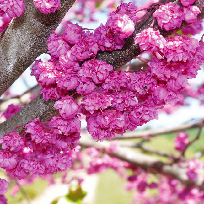 Pink Pom Poms Redbud - Cercis – New Blooms Nursery