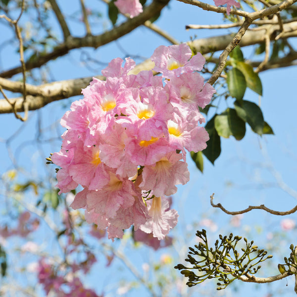 Pink Trumpet Trees for Sale | BrighterBlooms.com