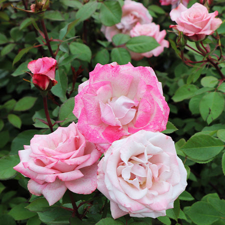 Knock Out® Roses for Sale | BrighterBlooms.com