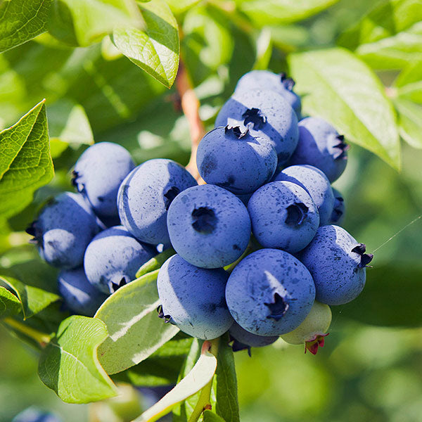 Powderblue Blueberries for Sale | BrighterBlooms.com