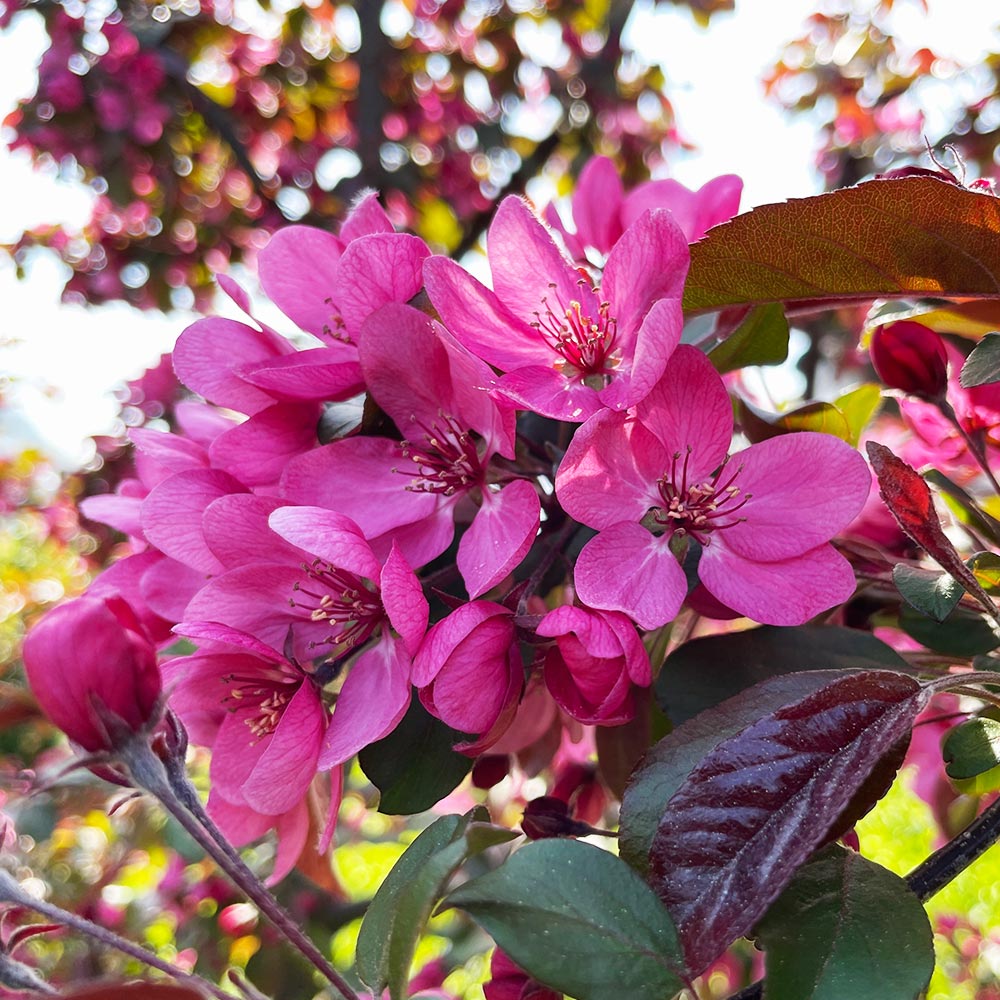 Profusion Crabapples for Sale | BrighterBlooms.com