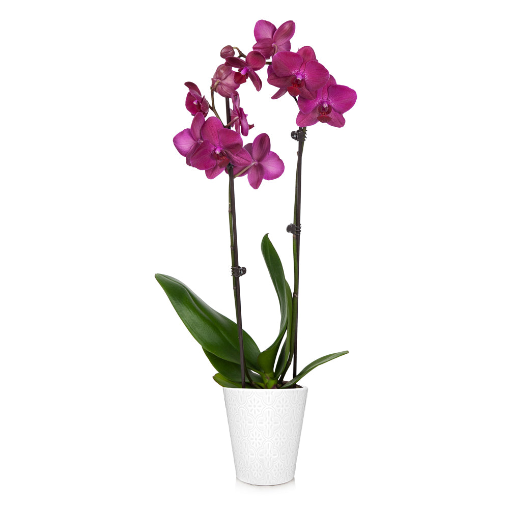 Orchid Plants for Sale | BrighterBlooms.com