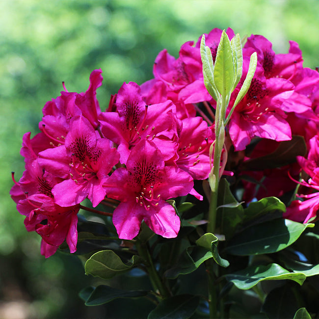 Rhododendrons for Sale |