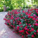 Red Double Knock Out Roses for Sale | BrighterBlooms.com