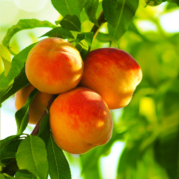 Reliance Peach Trees for Sale | BrighterBlooms.com