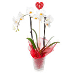 White Orchid Plant