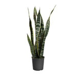 Snake Plant