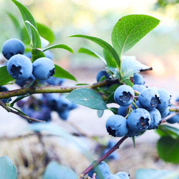 Sunshine Blue Blueberry Bushes For Sale | BrighterBlooms.com