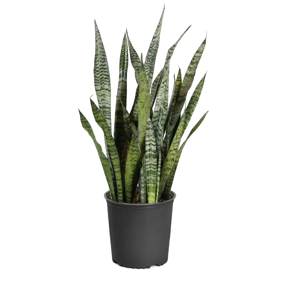 Snake Plants for Sale | BrighterBlooms.com