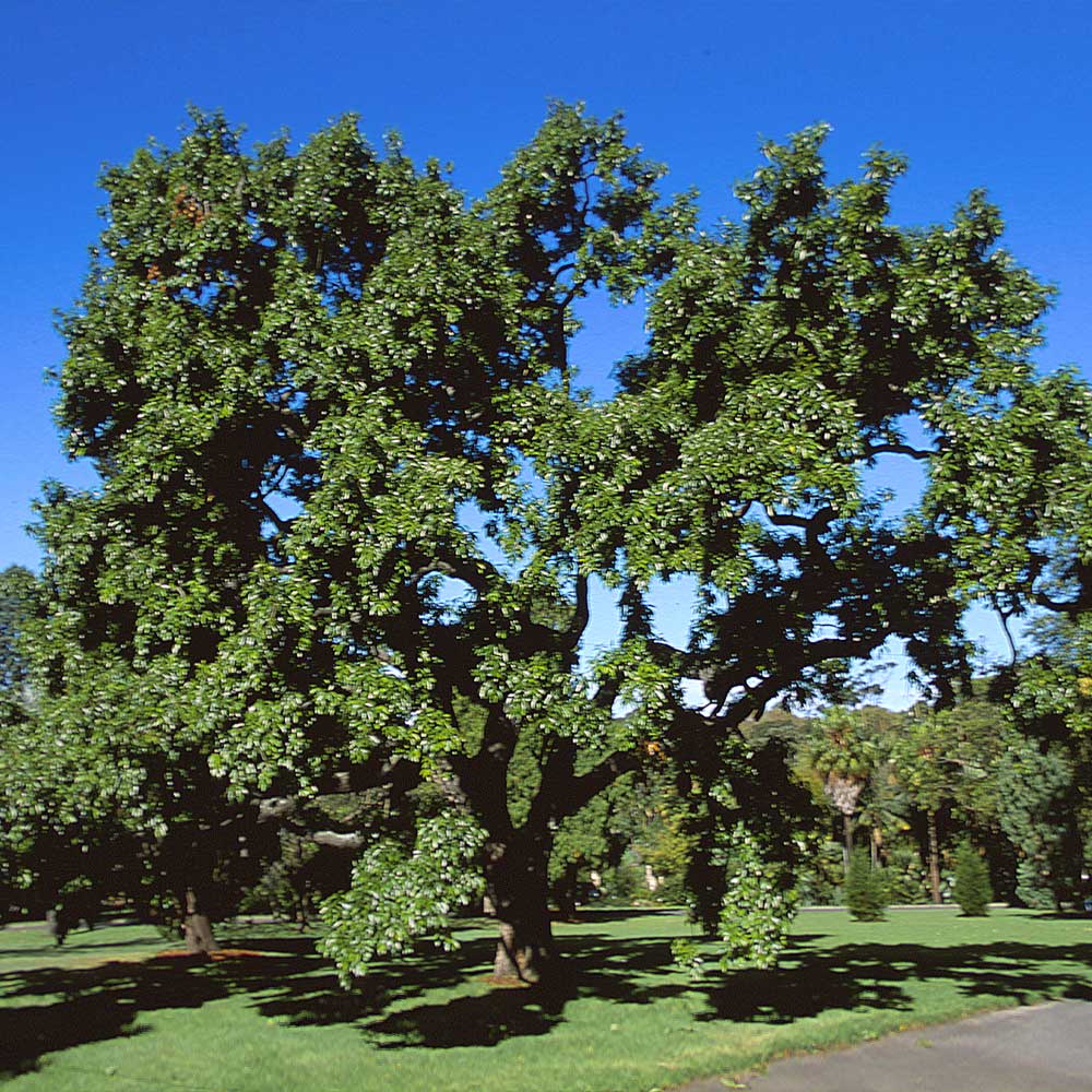 Sawtooth Oak Trees For Sale | BrighterBlooms.com