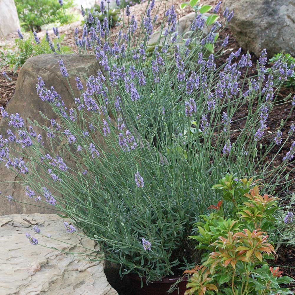Best Lavenders for Cooking, Drying, and Oil
