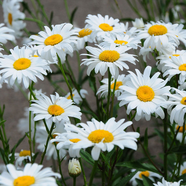 Becky Shasta Daisies for Sale | BrighterBlooms.com