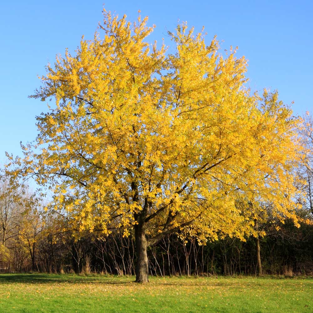 Silver Maple Trees For Sale | BrighterBlooms.com