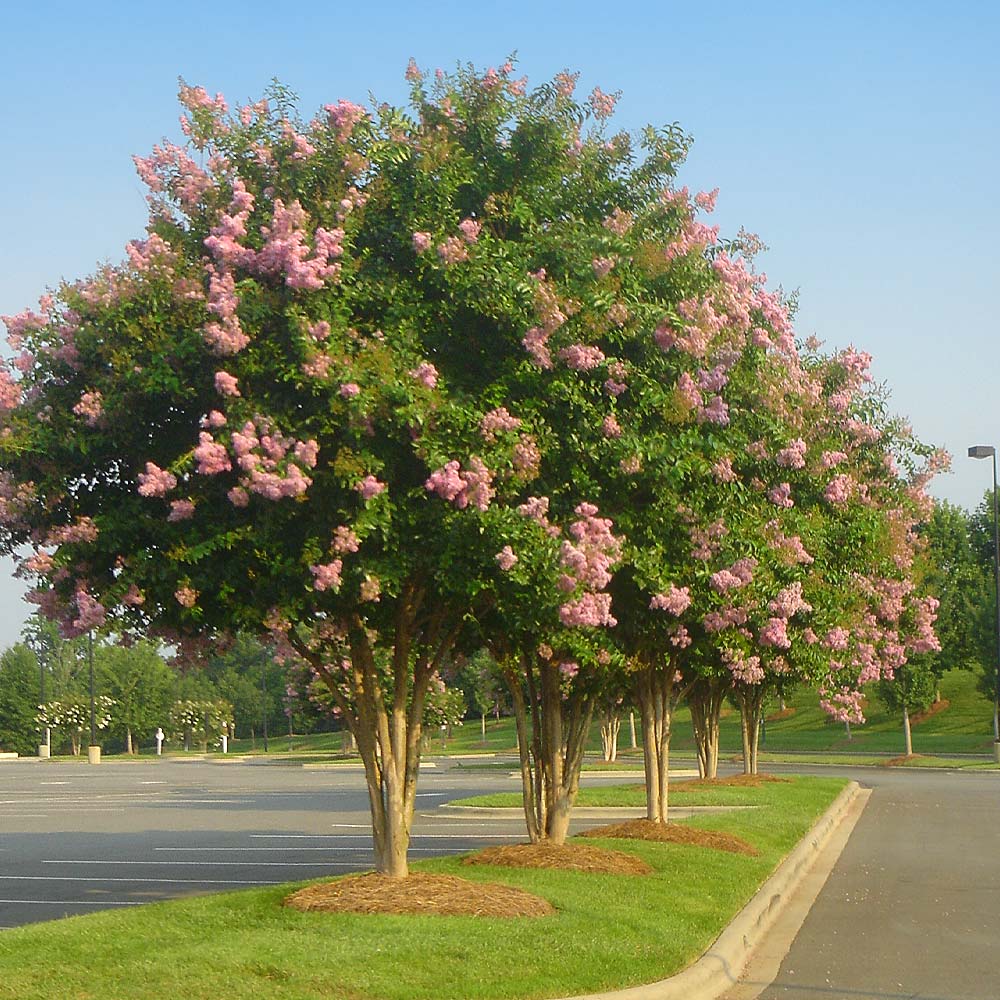 Sioux shop crape myrtle