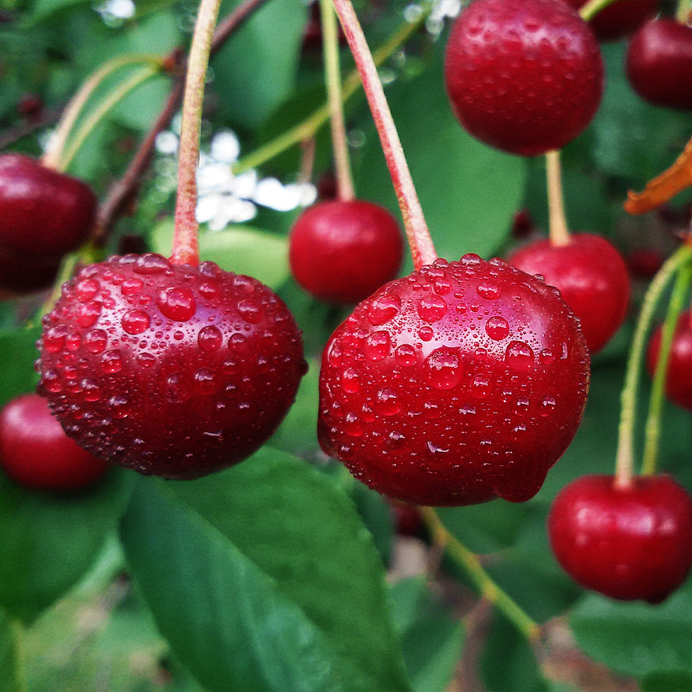 Cherry Trees: Pick Sweet Cherries Straight from the Branch - Roots