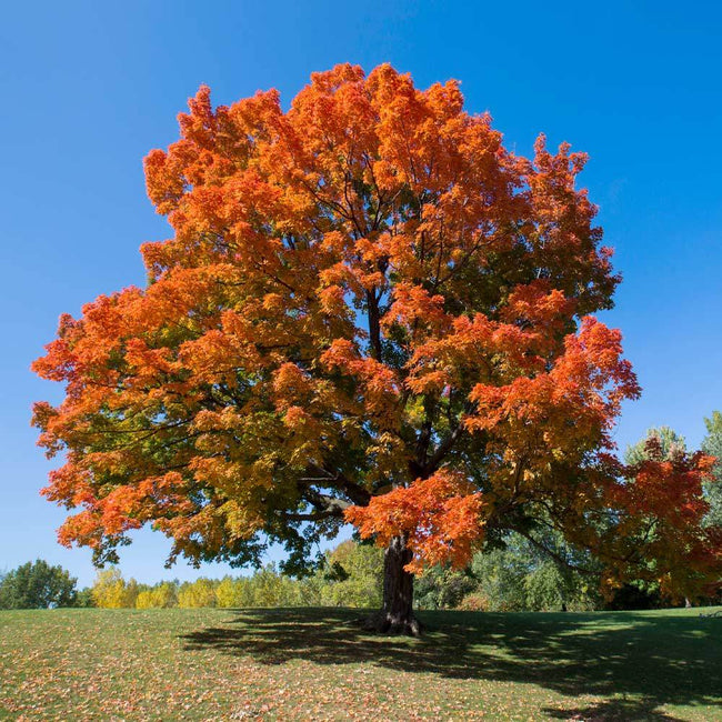 Sugar Maple Trees for Sale | BrighterBlooms.com